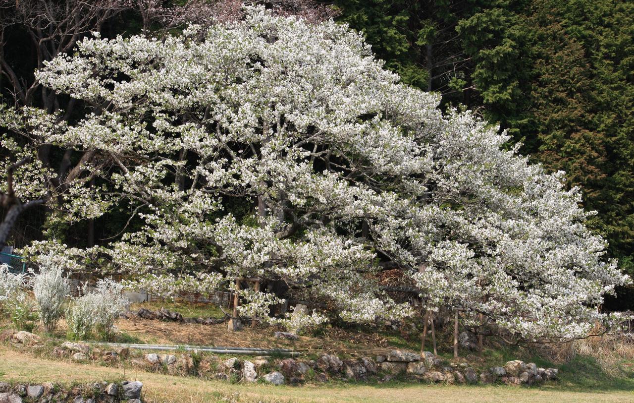 Отель Tabinoyado Ushionoakari Geiboso Сима Экстерьер фото